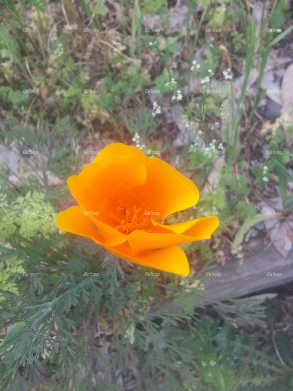 poppy. taken in California