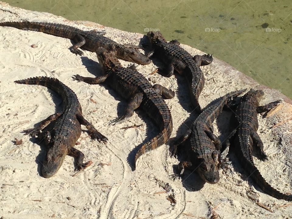 Alligators in Orlando