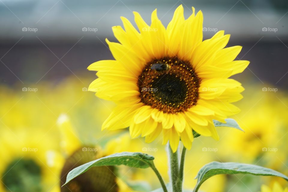 Brilliant Sunflowers 