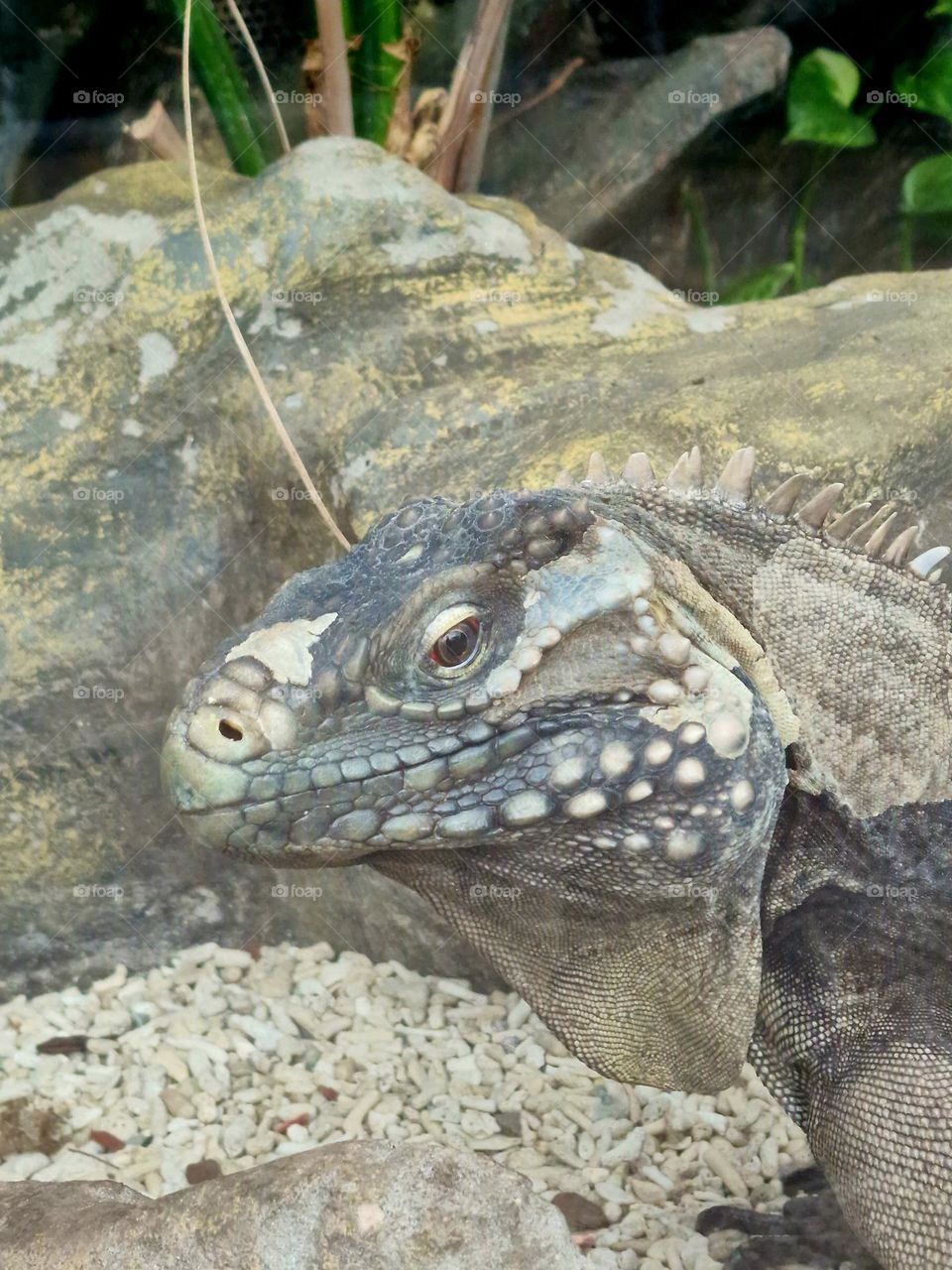 reptile at zoo