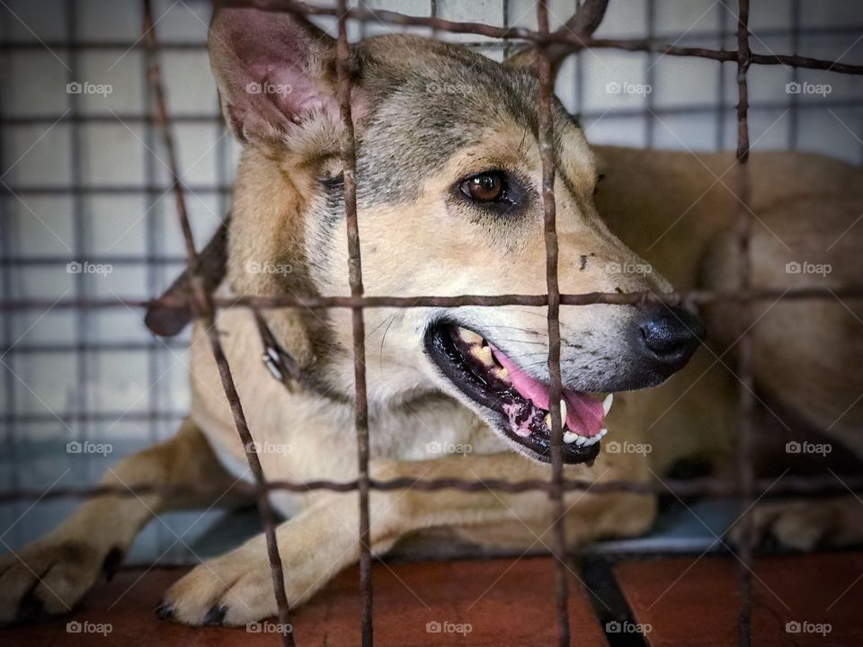 Mixed breed dog inside kennel crate