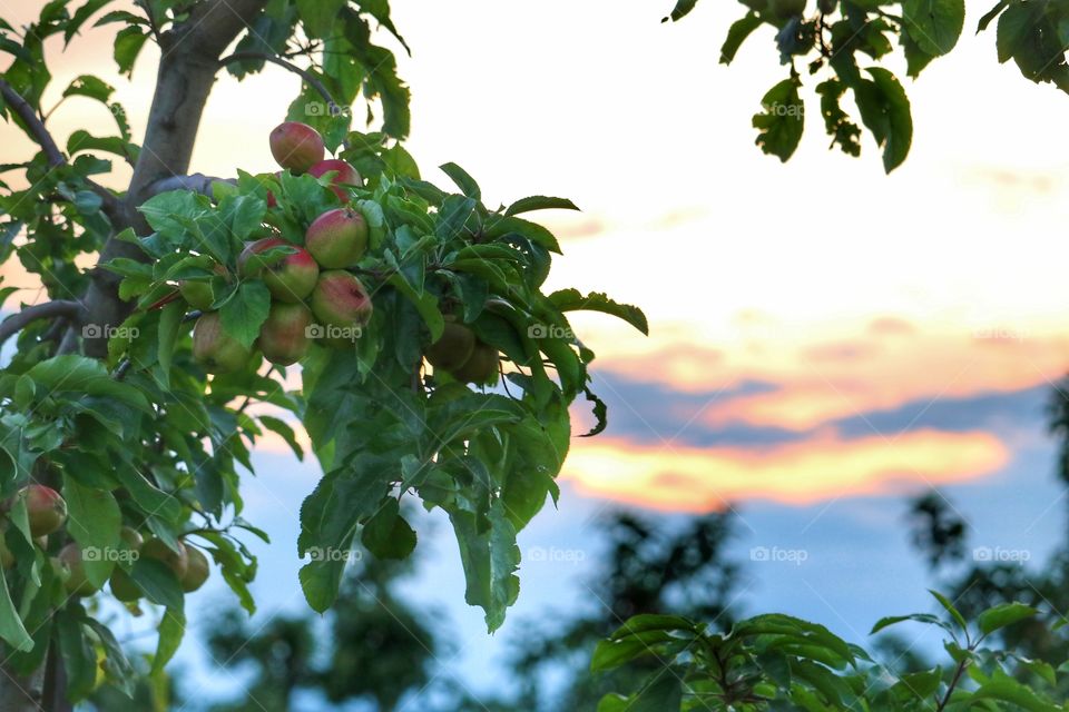 apple orchard