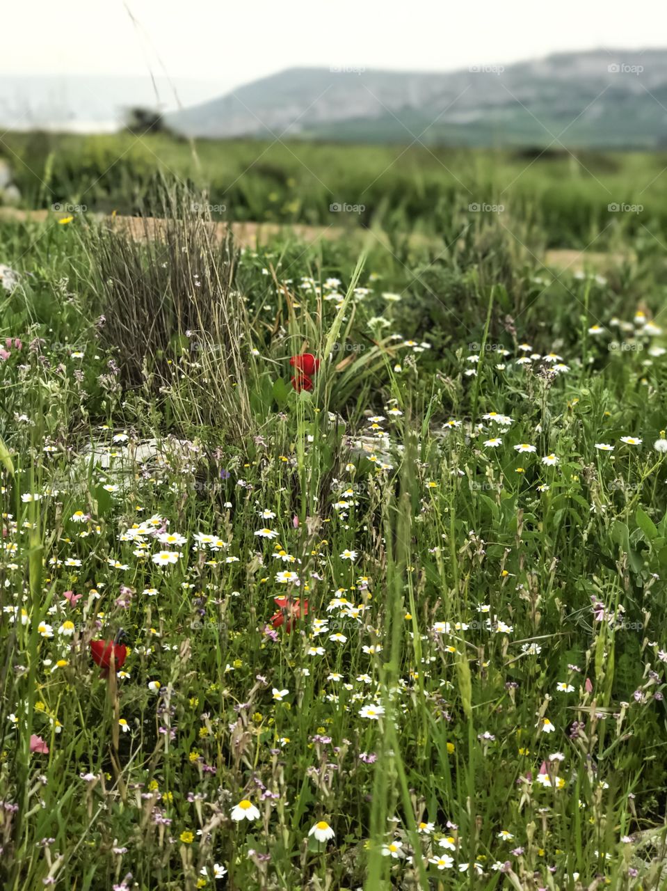 Nature Landscape Wild Flowers in Galilee, Israel. 