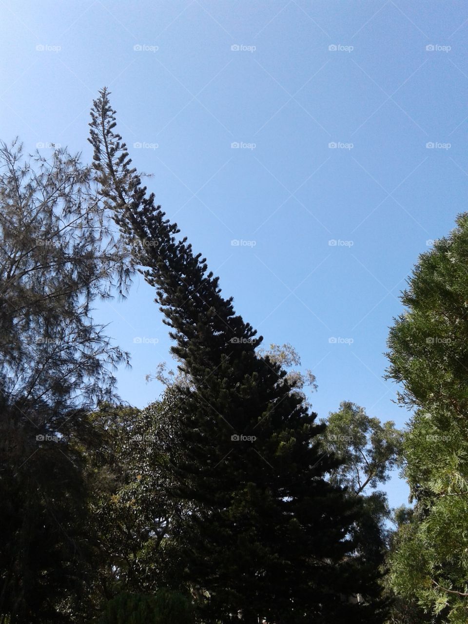 tree not growing straight up imperfection