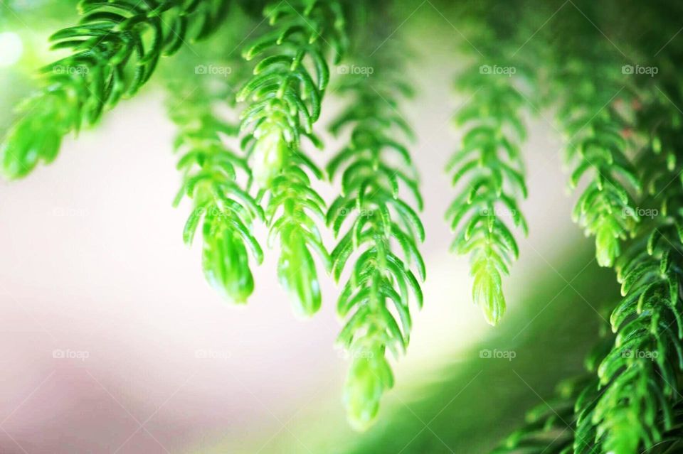 Christmas pine background, Christmas colors, Christmas sprigs of bright green, home for the holidays, fabulous holiday cheer