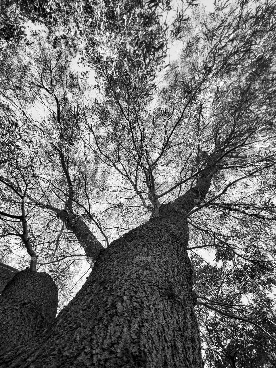 From the ground looking up at a tall tree photo in B&W