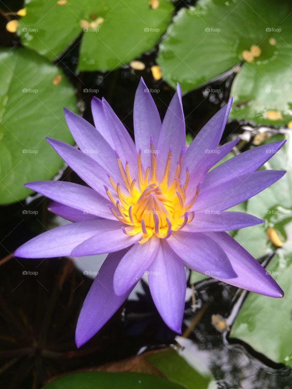 Beautiful purple lotus in the pot.