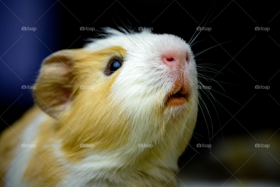 Guinea Pig