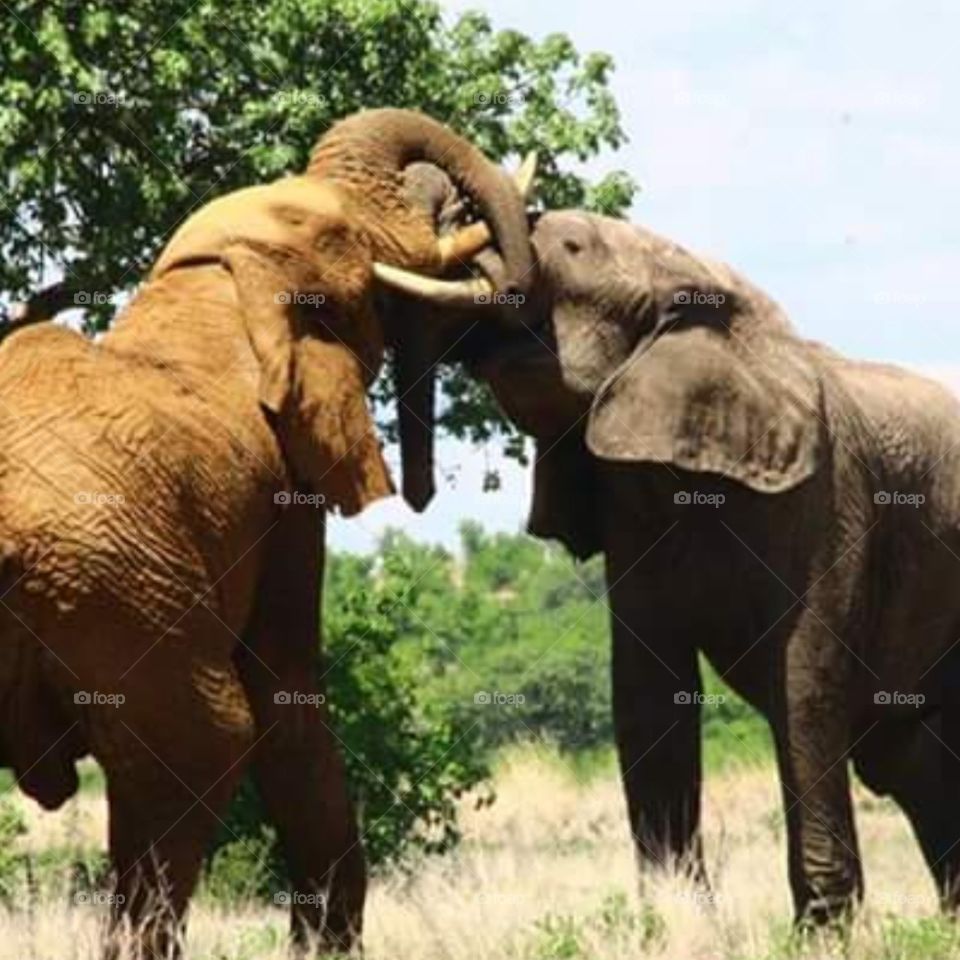 Bull elephants playing