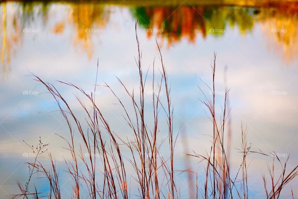 Reflection of autumn trees