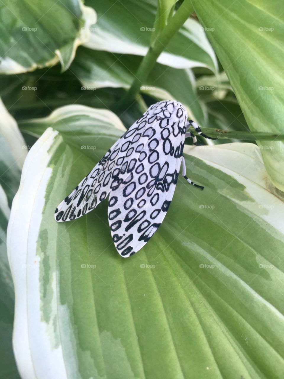 White Spotted Moth