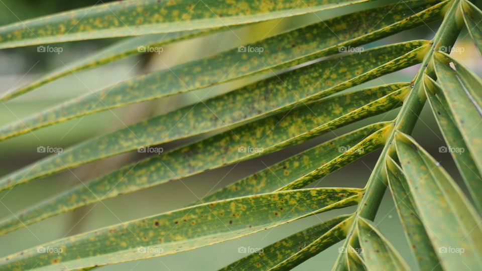 Leaves#trees#green#macro#nature#vegetation