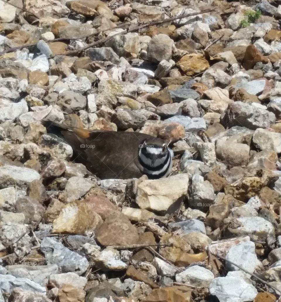 Mama Killdeer sitting on her eggs in the rocks.