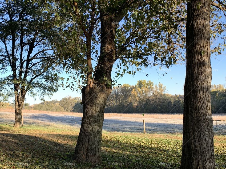 Distant view of a frosty farm field on a beautiful autumn day, large trees with still-green leaves in the foreground