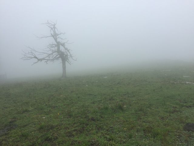 Misty Morning