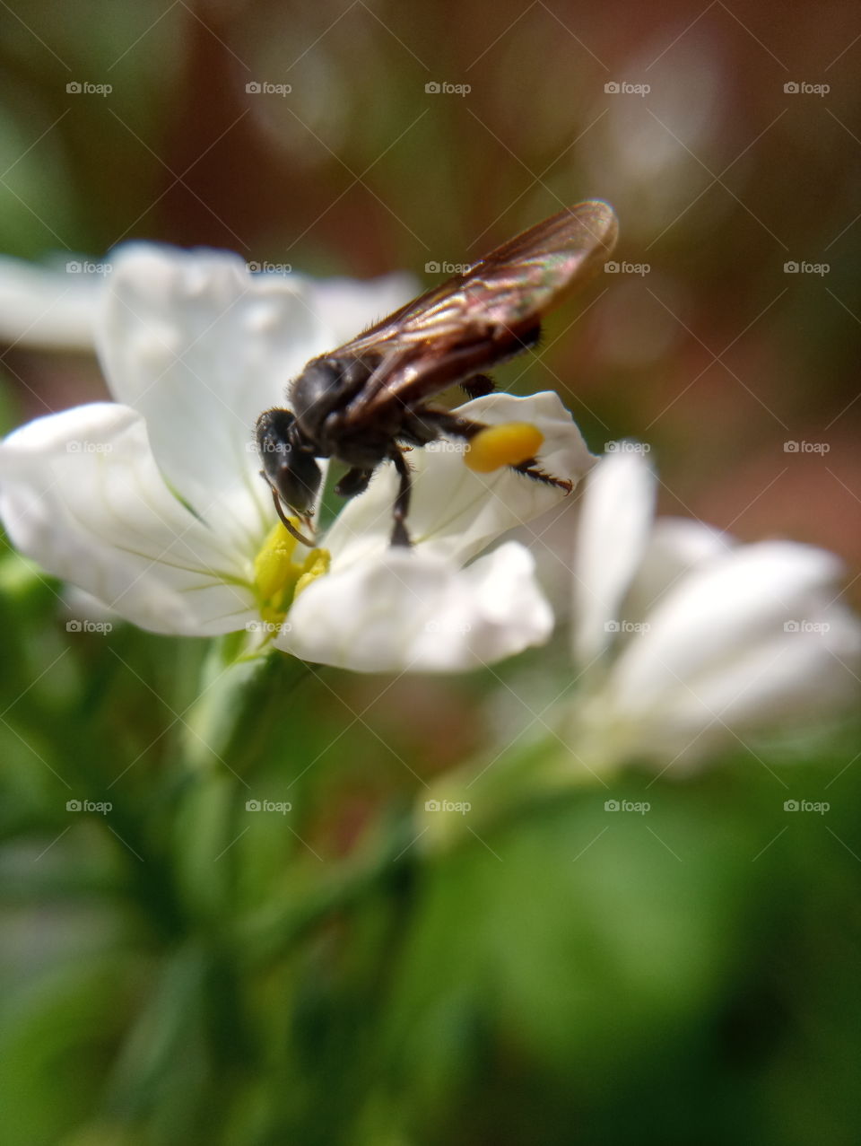 bee
