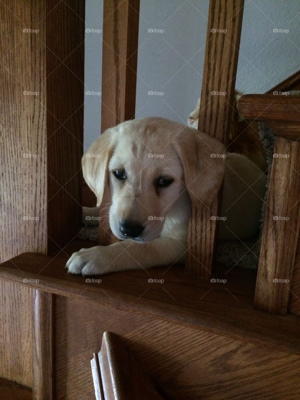 Lab puppy 
