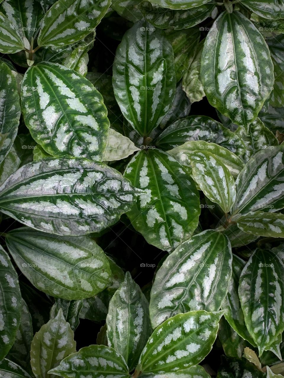 Green leafs