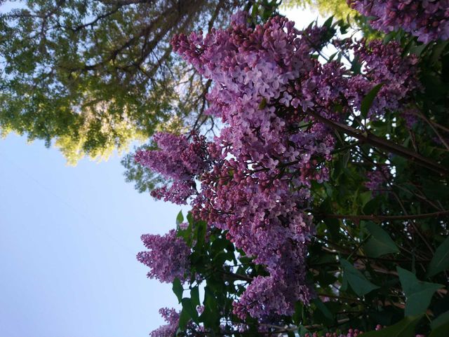 Summer pink flowers