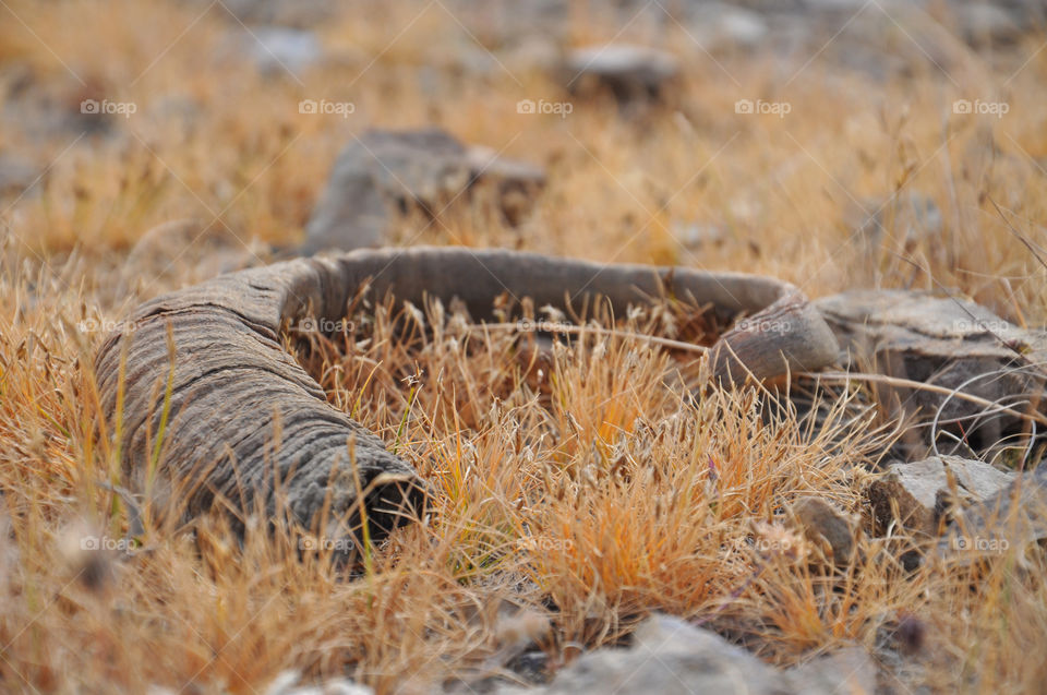 Goat's horn 