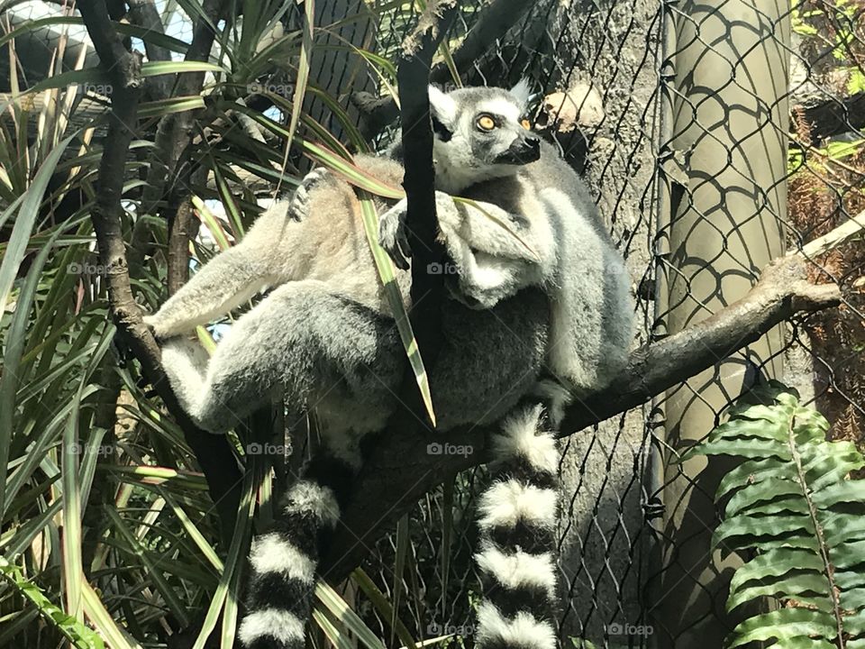 Lemur looking around