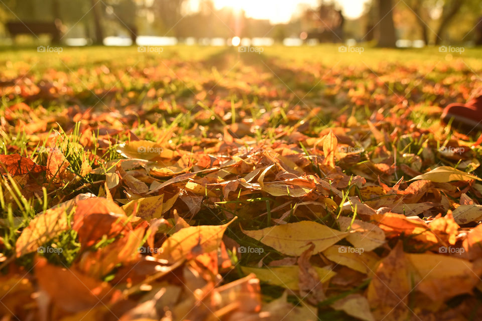 Fall, Leaf, No Person, Tree, Nature