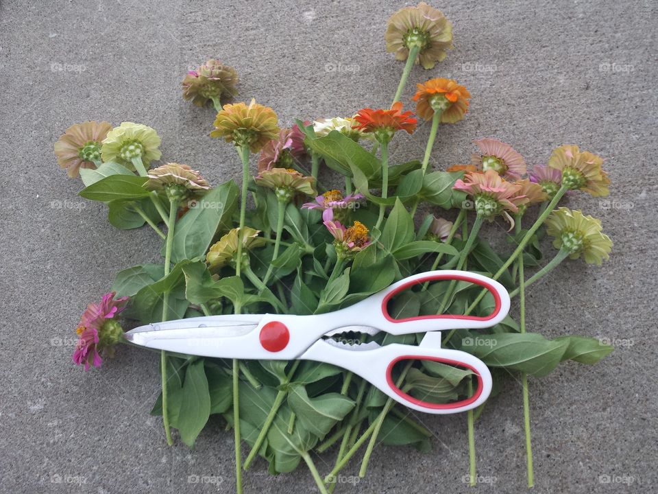 scissors & cut zinnias