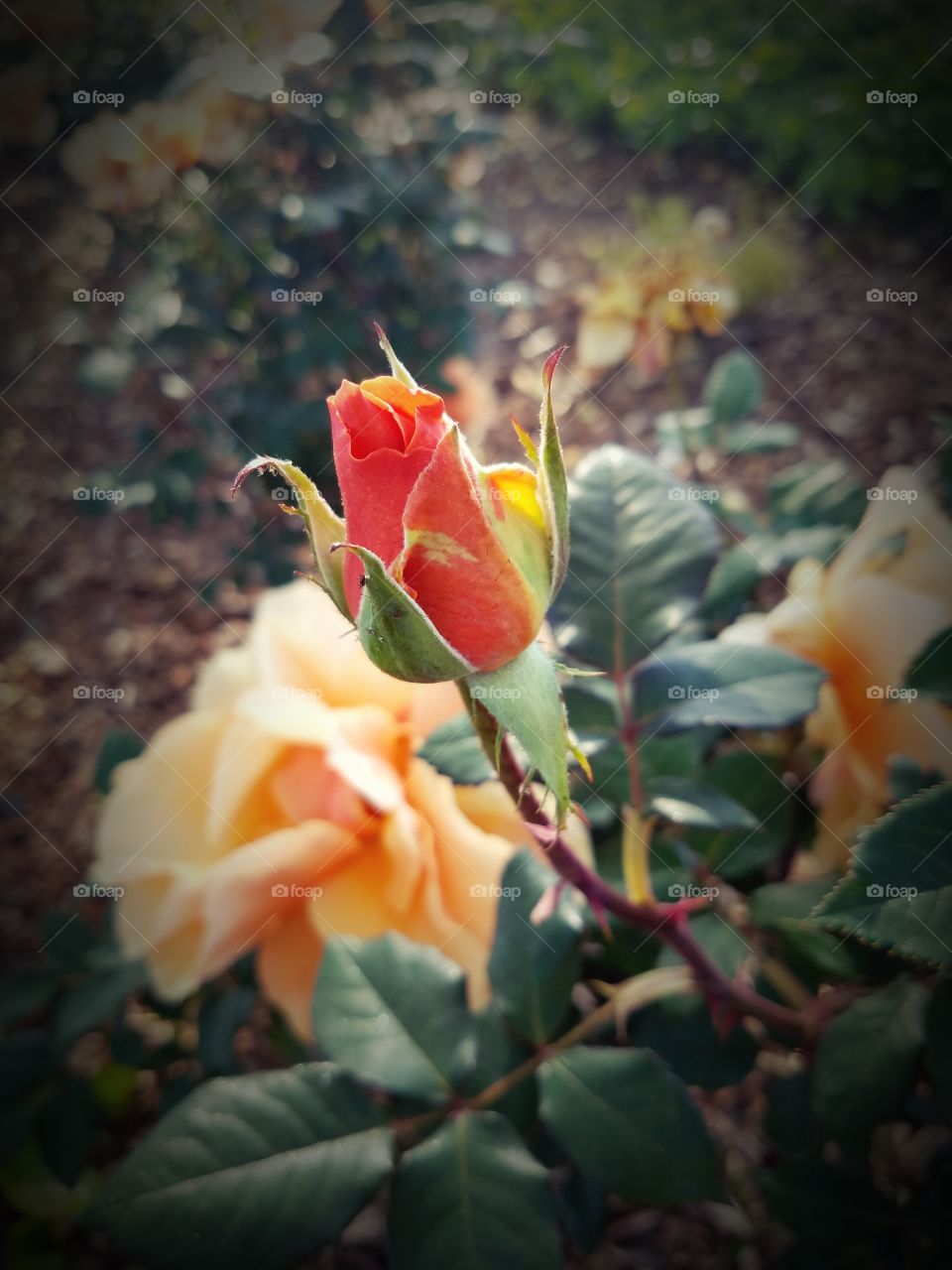 Rosebud of Elegance