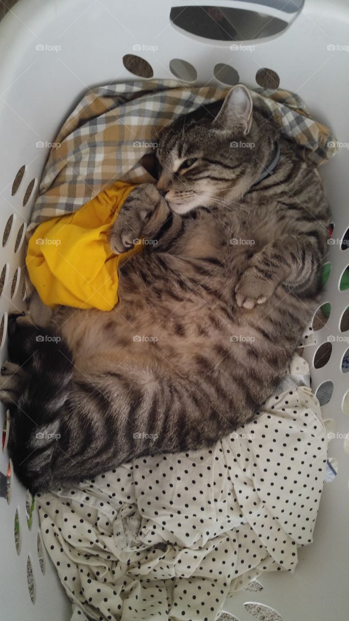 nap in laundry