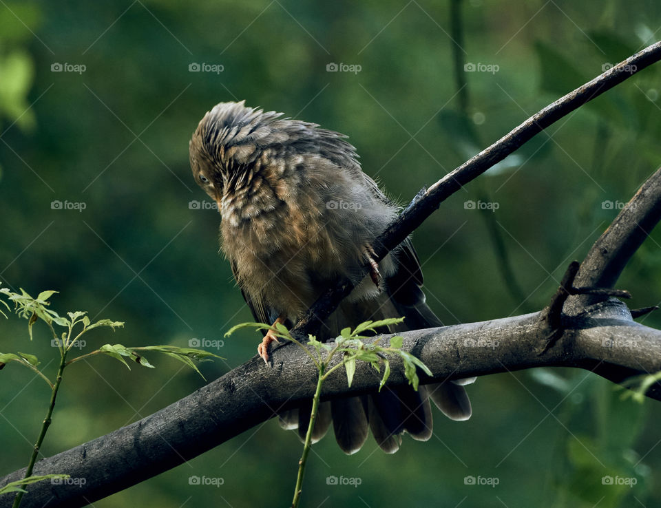 Bird photography  - yellow babbler  perching