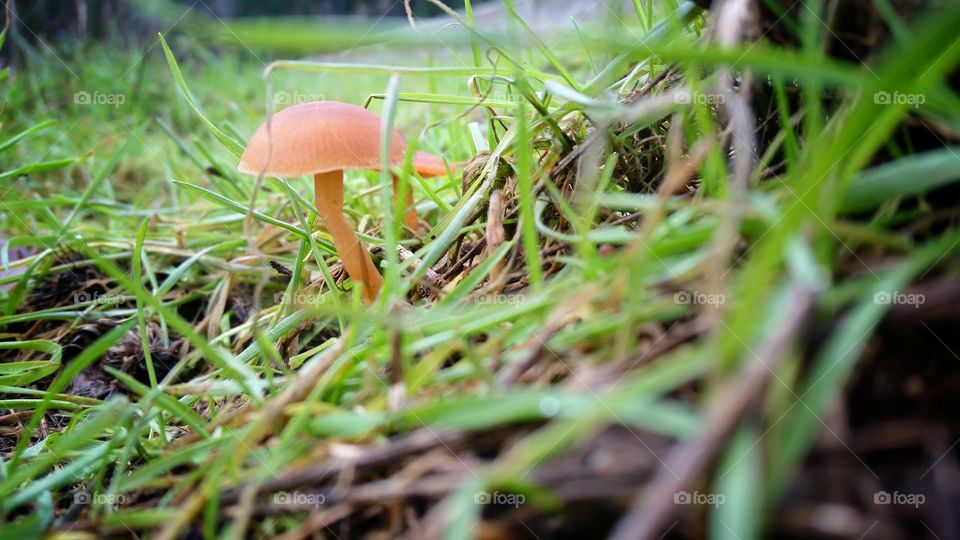 Mushroom. Mushroom in damp grass