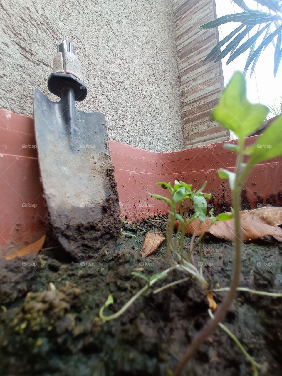 small tomatoes plants grow / semillas de tomate han brotado