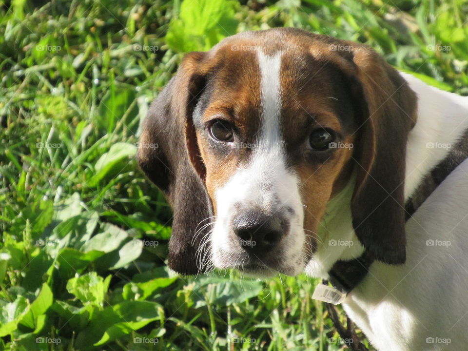 Beautiful Beagle 