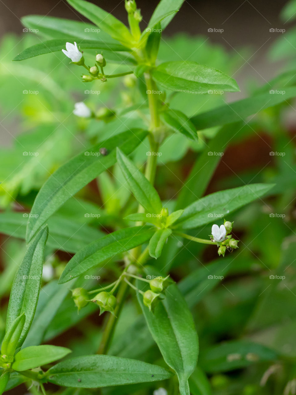 Tiny Flower