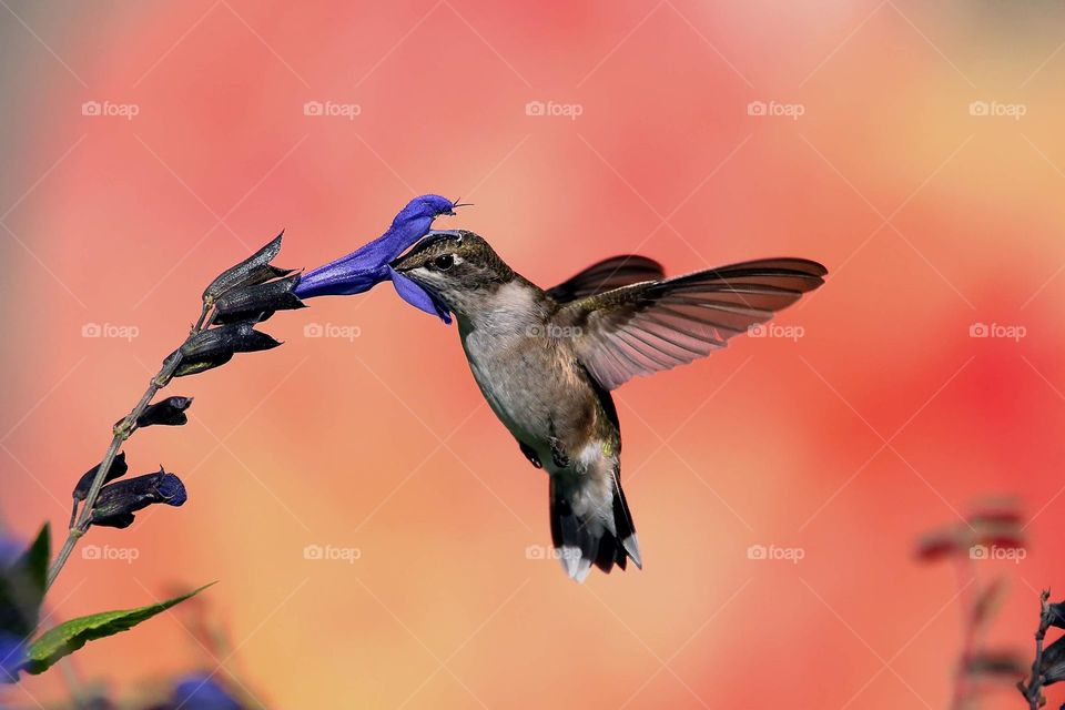 hummingbird feeding from black and blue salvia