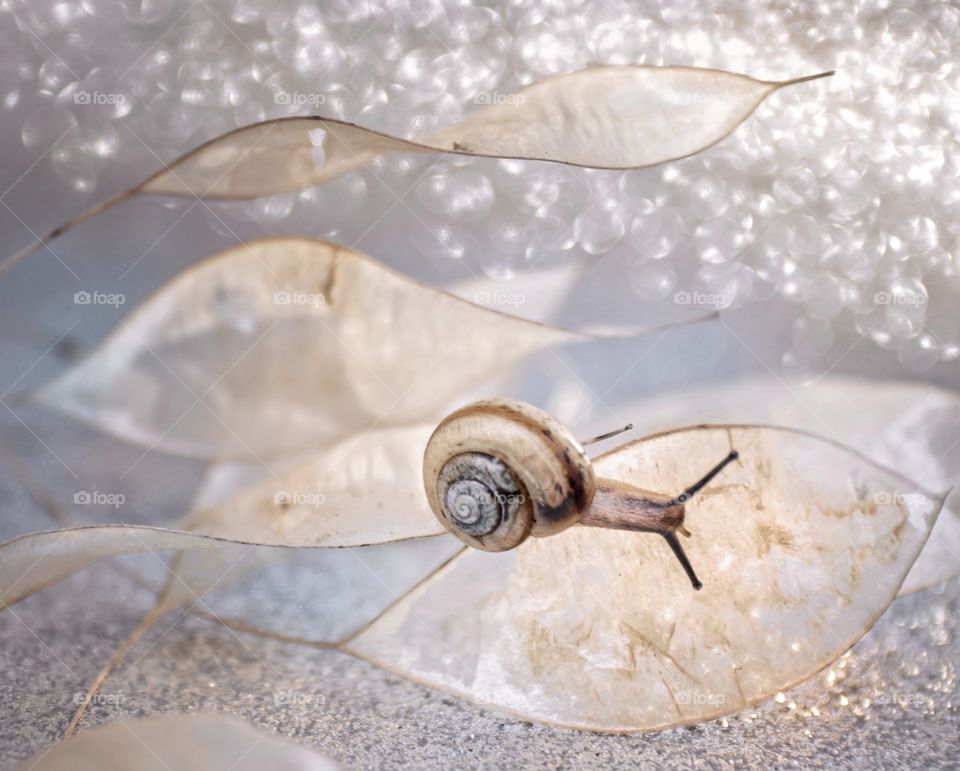 Snail on dry leaves