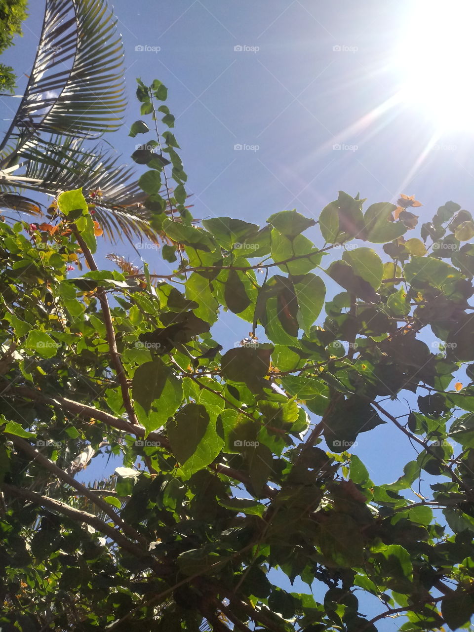 BLÄTTER, LEAF, FOLHAS.