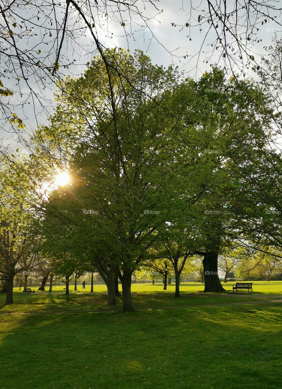 Sunny spring day in the park. Beautiful nature, nice weather. Green colour.