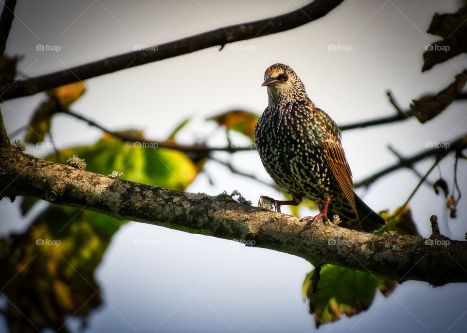 White dotted bird