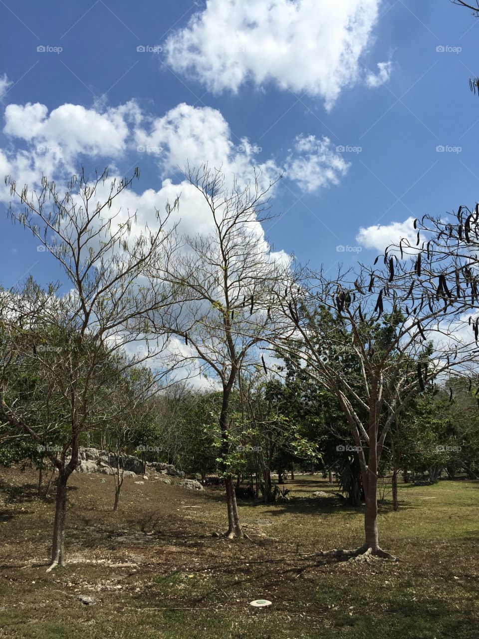 Tree, Landscape, No Person, Nature, Sky