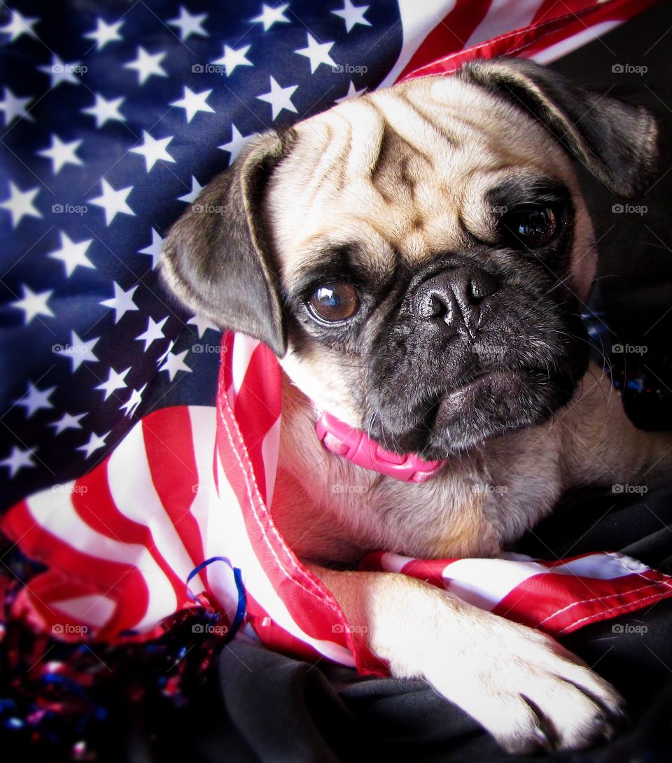 Pug wrapped in american flag and looking at camera