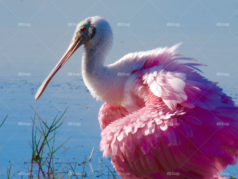 Feathers. Roseate Spoonbill