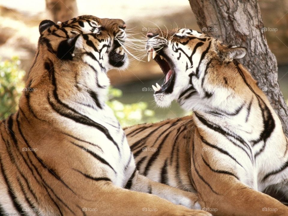 Tigers fighting :):)