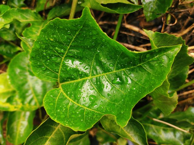kerala passion fruit leaf in monsoon season
