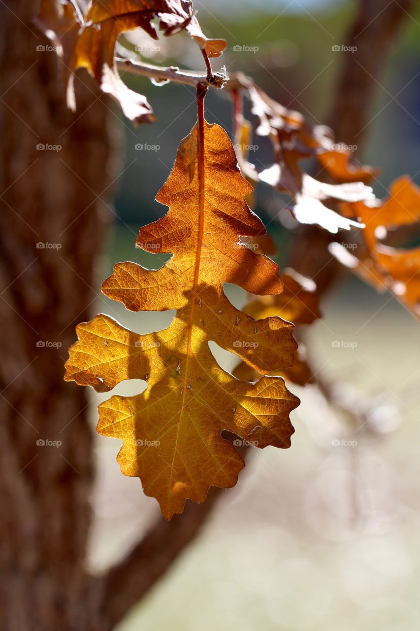 Autumn Oak Leaf