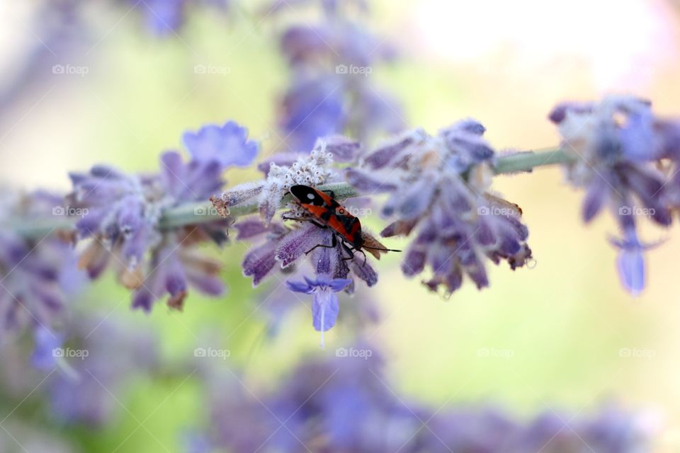 Red insect on lavender