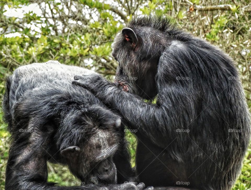 Chimpanzees Grooming