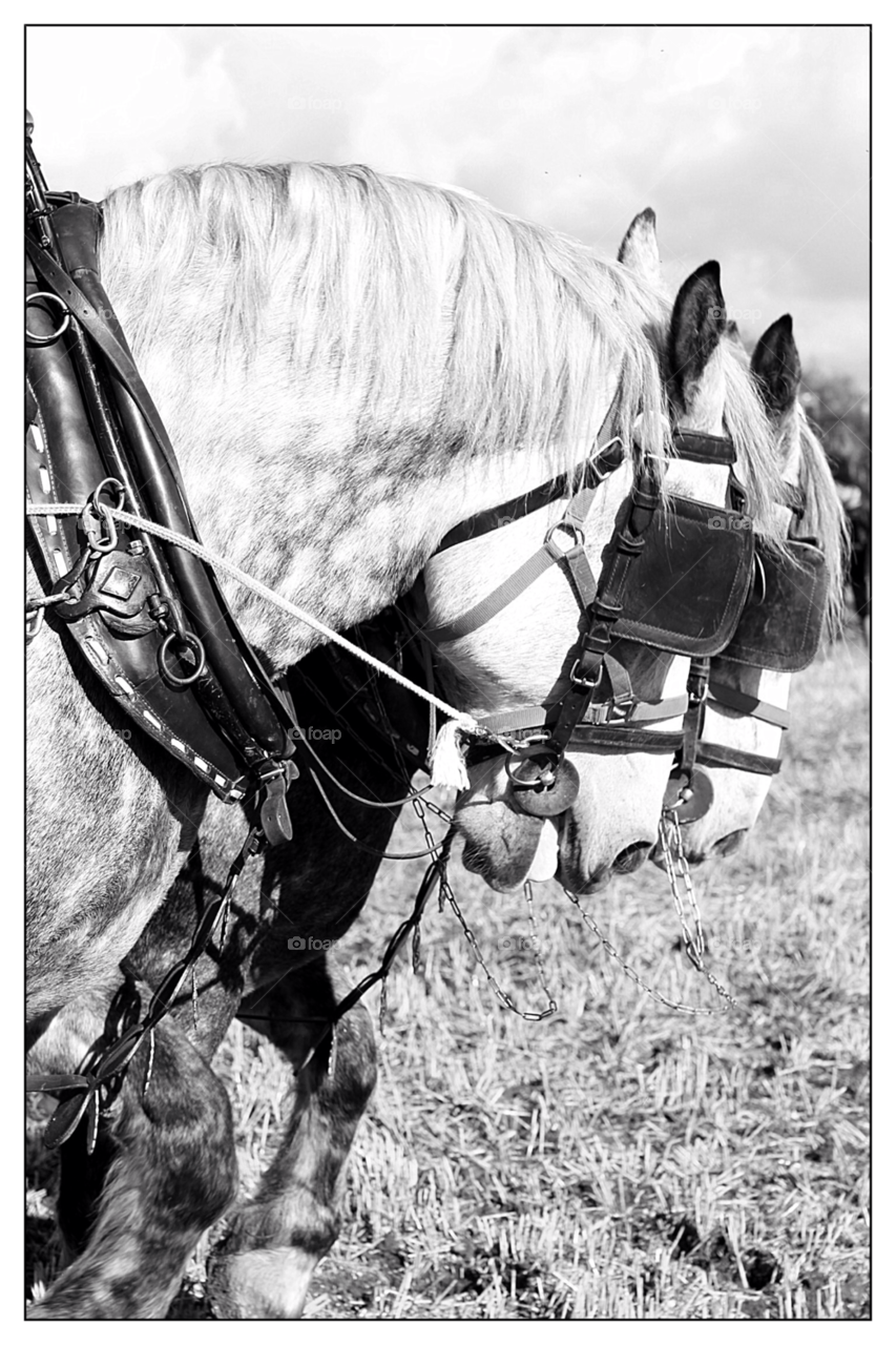 horses white black vintage by mojo26