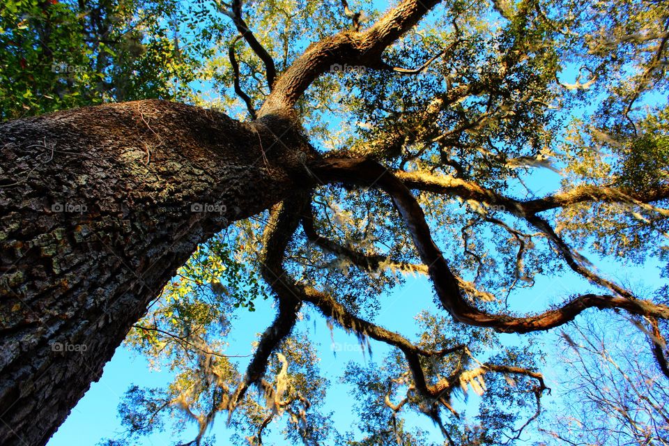 Low angle view spanish moss on branches