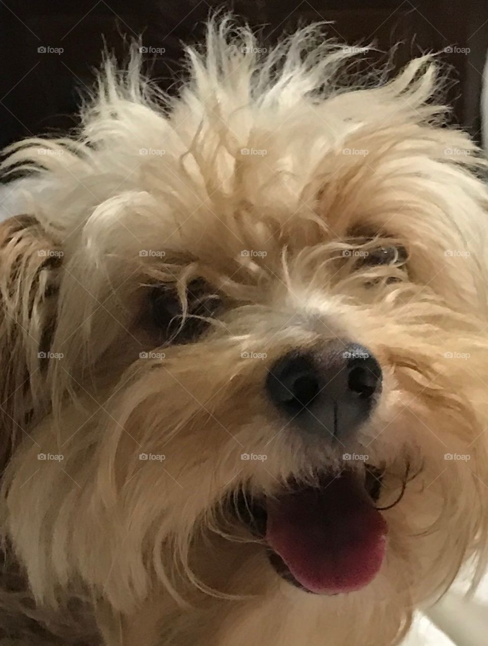 Up close and personal with Ike.  Small dog with big personality!